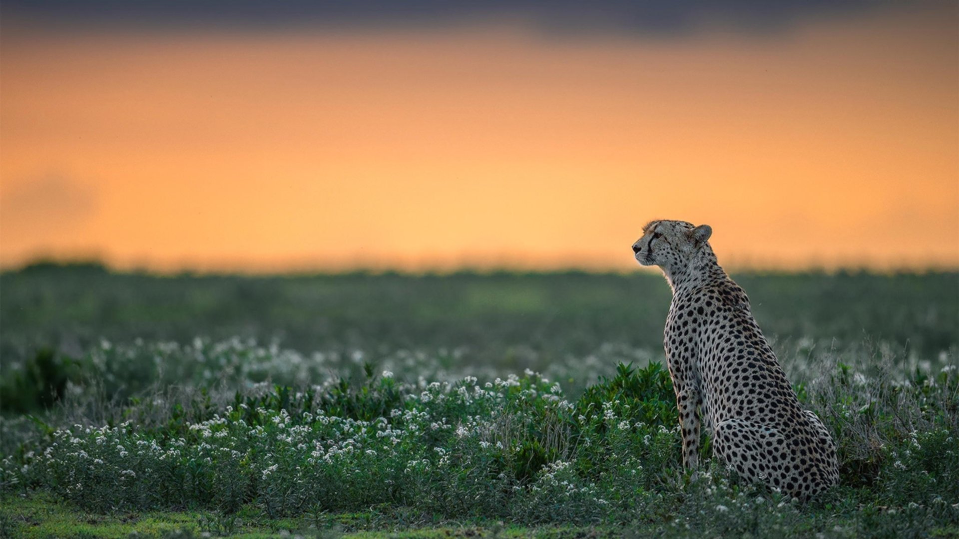 “中国足球新政出台，推动行研和青训深融合”，中国足球青训体系现状