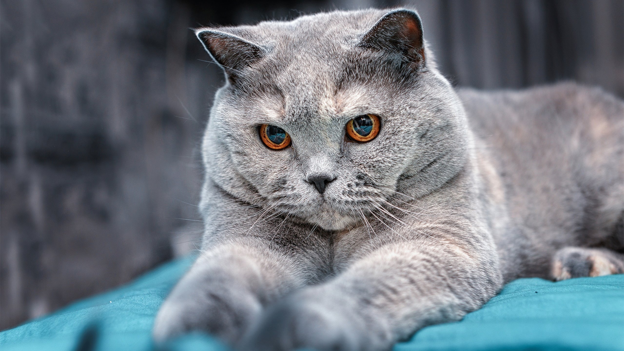 【夺冠经验】丁俊晖：攻守战术的完美结合，丁俊晖!