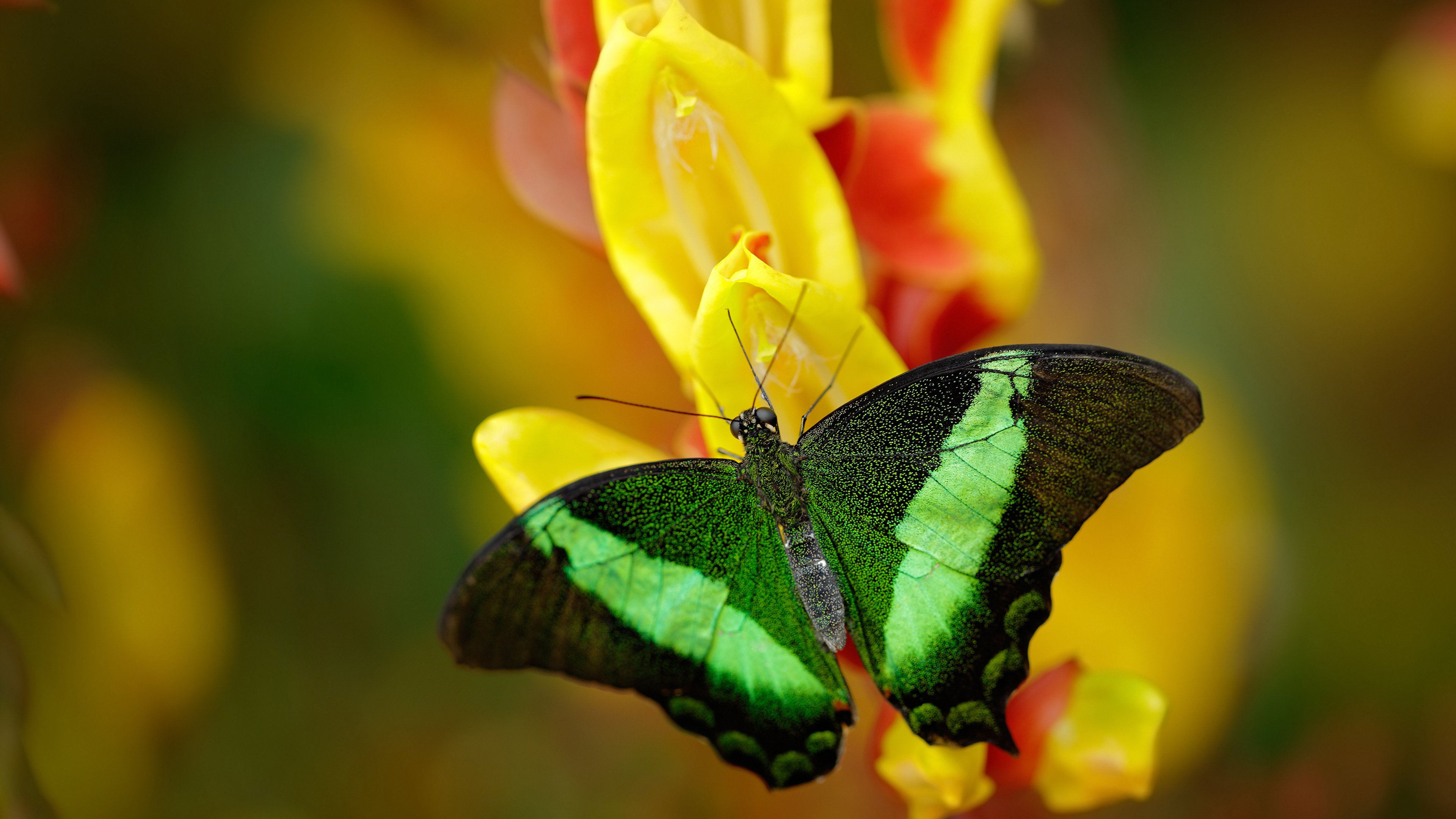 JIUYOU GAMING-山地越野跑夺冠赛，冒险精神的极限飞跃，山地越野跑步