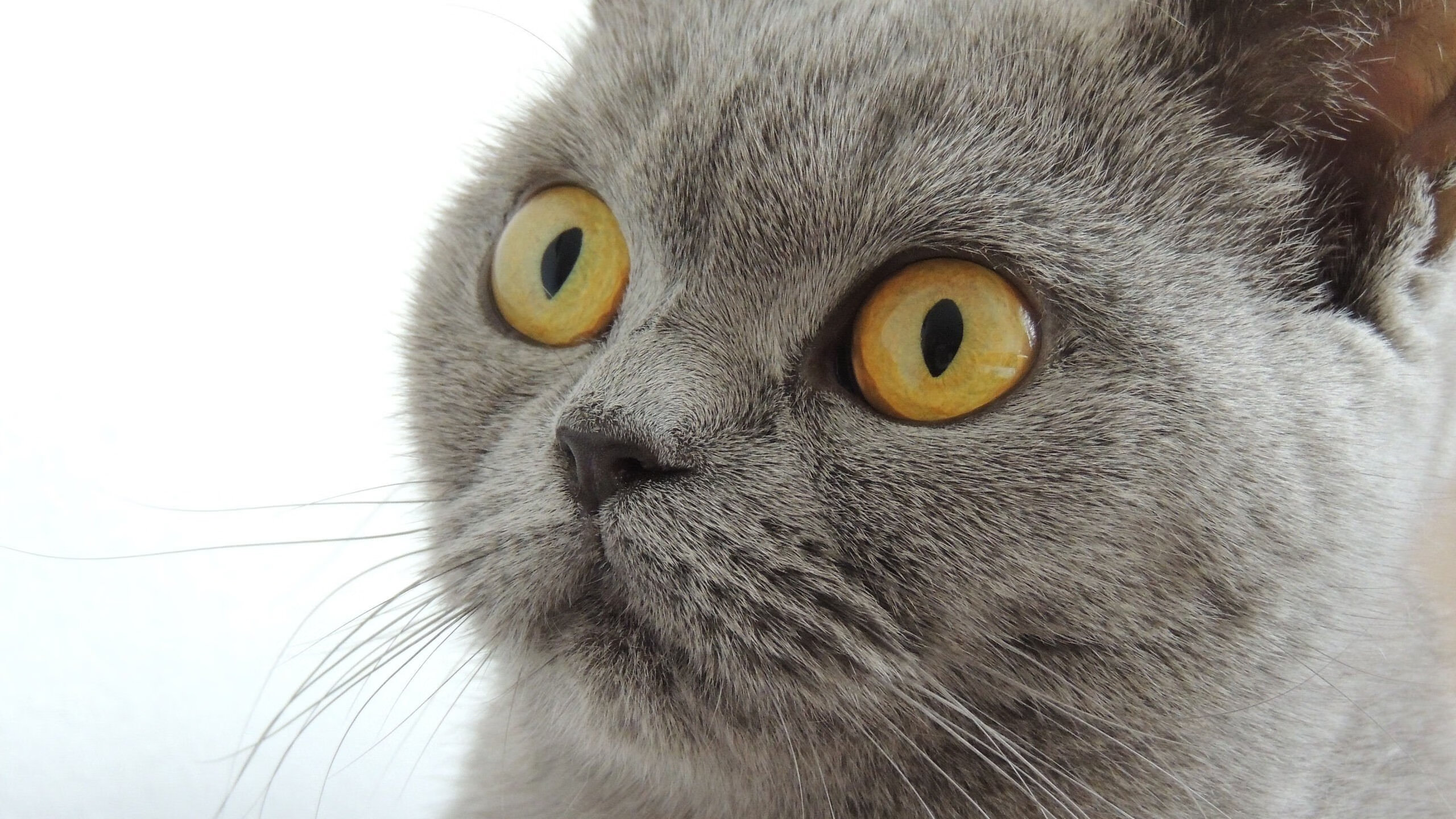 九游娱乐-足球训练营接入AI智能监测平台，足球培训管理app