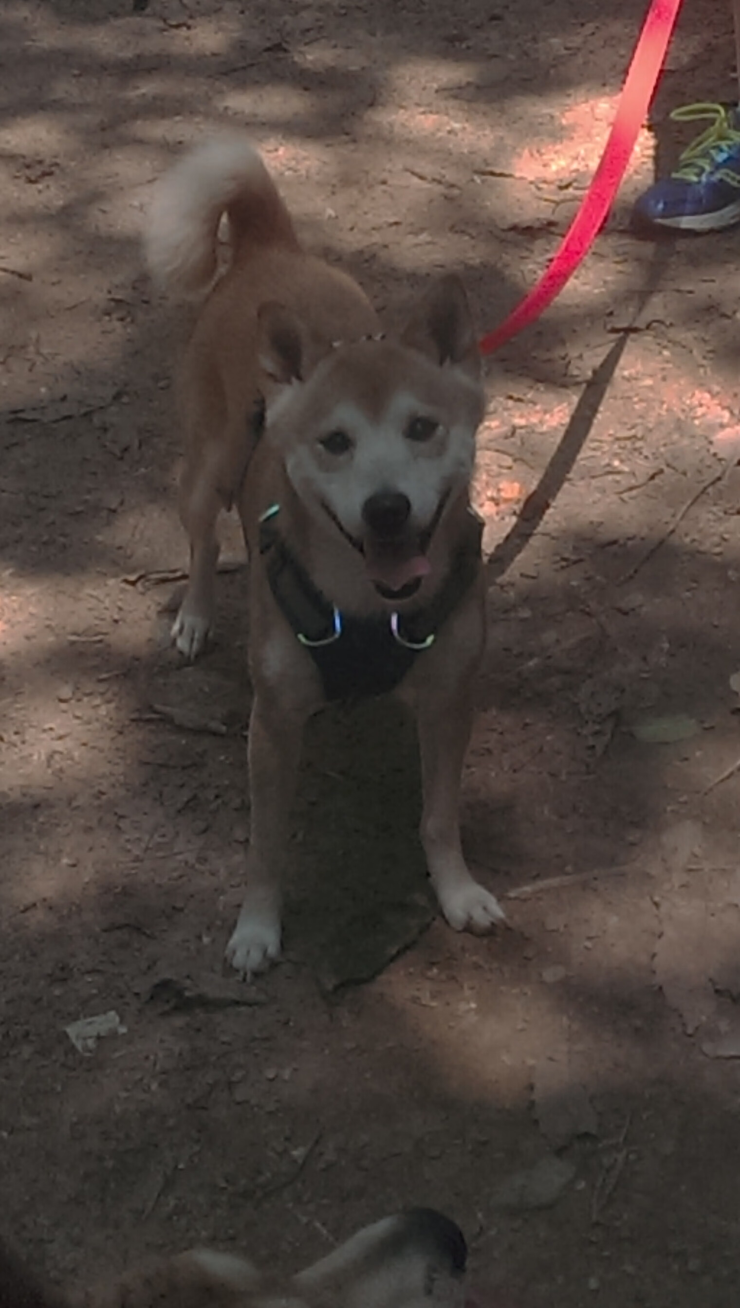 SN战队年轻选手快速成长,sn战队smlz