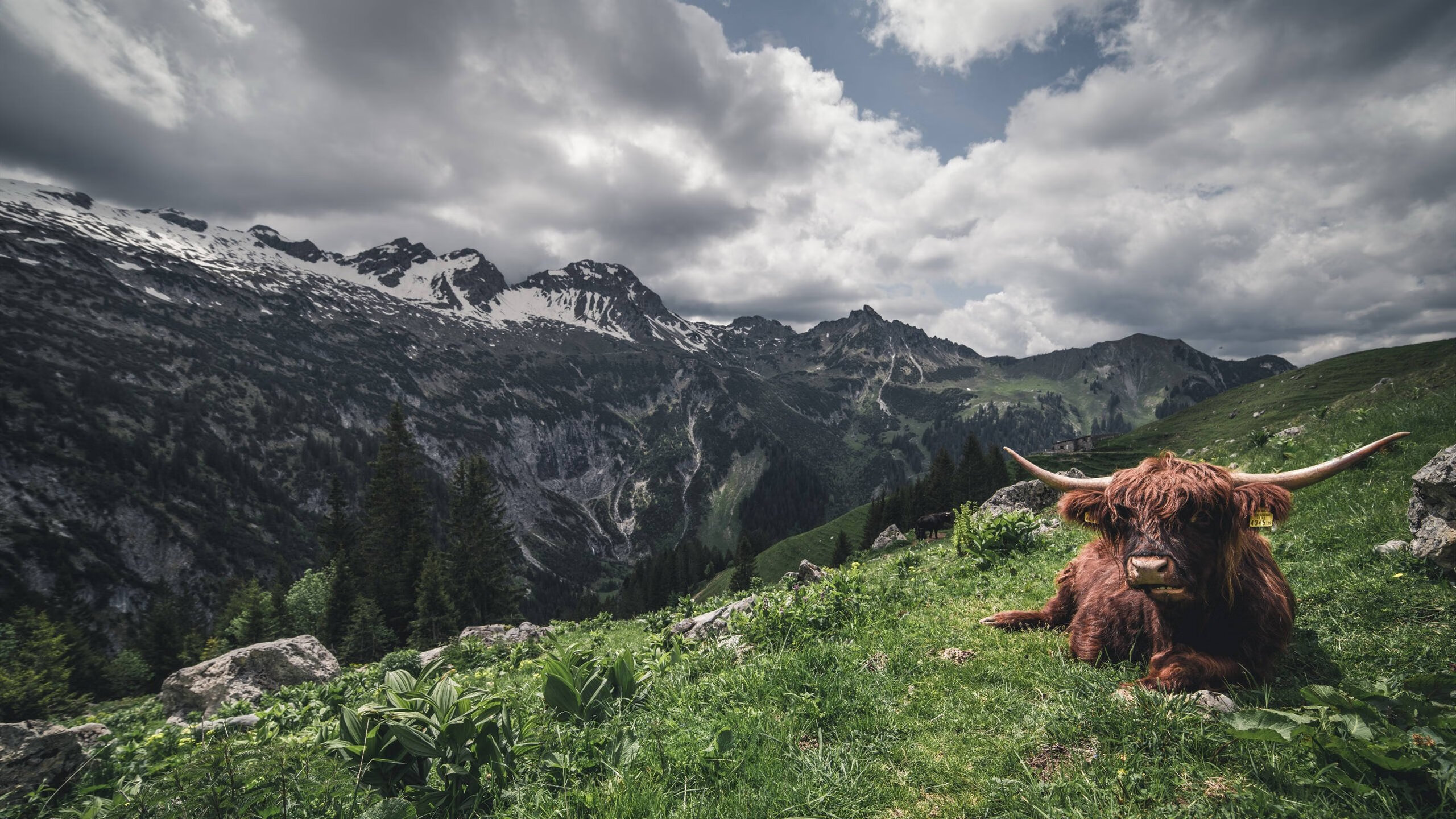 恒大将在客场挑战重庆斯威,双方实力对比谁能笑到最后?,2020年恒大对阵重庆斯威比赛直播