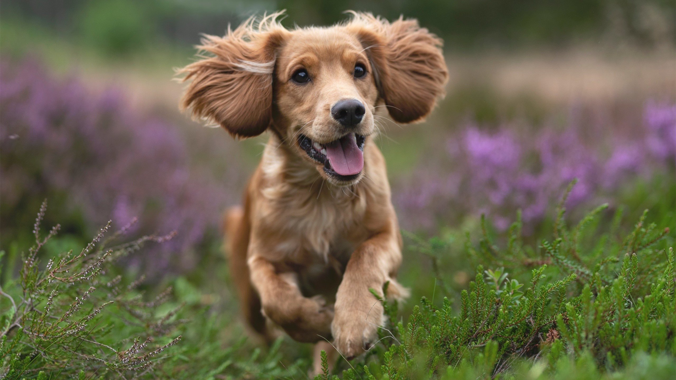洛杉矶FC计划举办青少年足球训练营,培养未来之星,洛杉矶fc足球俱乐部