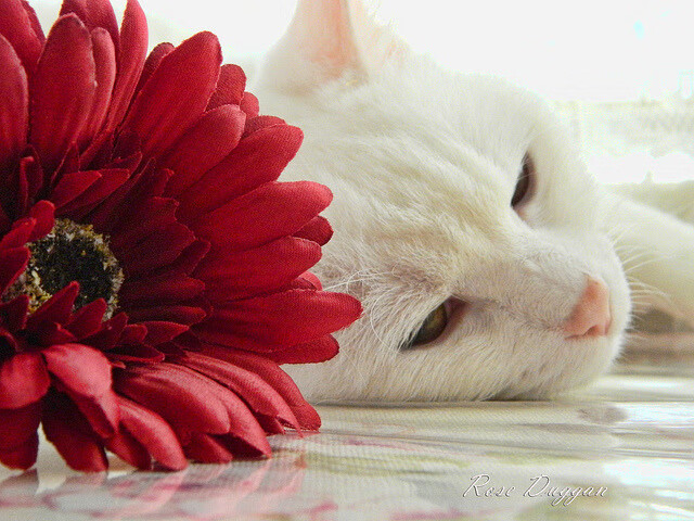 九游娱乐APP-世俱杯战报：两支非洲球队折桂，亚洲代表败北，世界杯非洲预选赛2021赛程