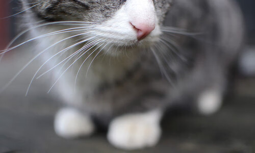 中超球员战术执行稳定性评分机制,中超联赛评分标准