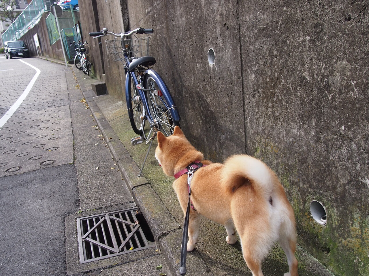 澳大利亚队在国际乒联混合团体世界杯的战术表现解析,澳大利亚乒乓球公开赛
