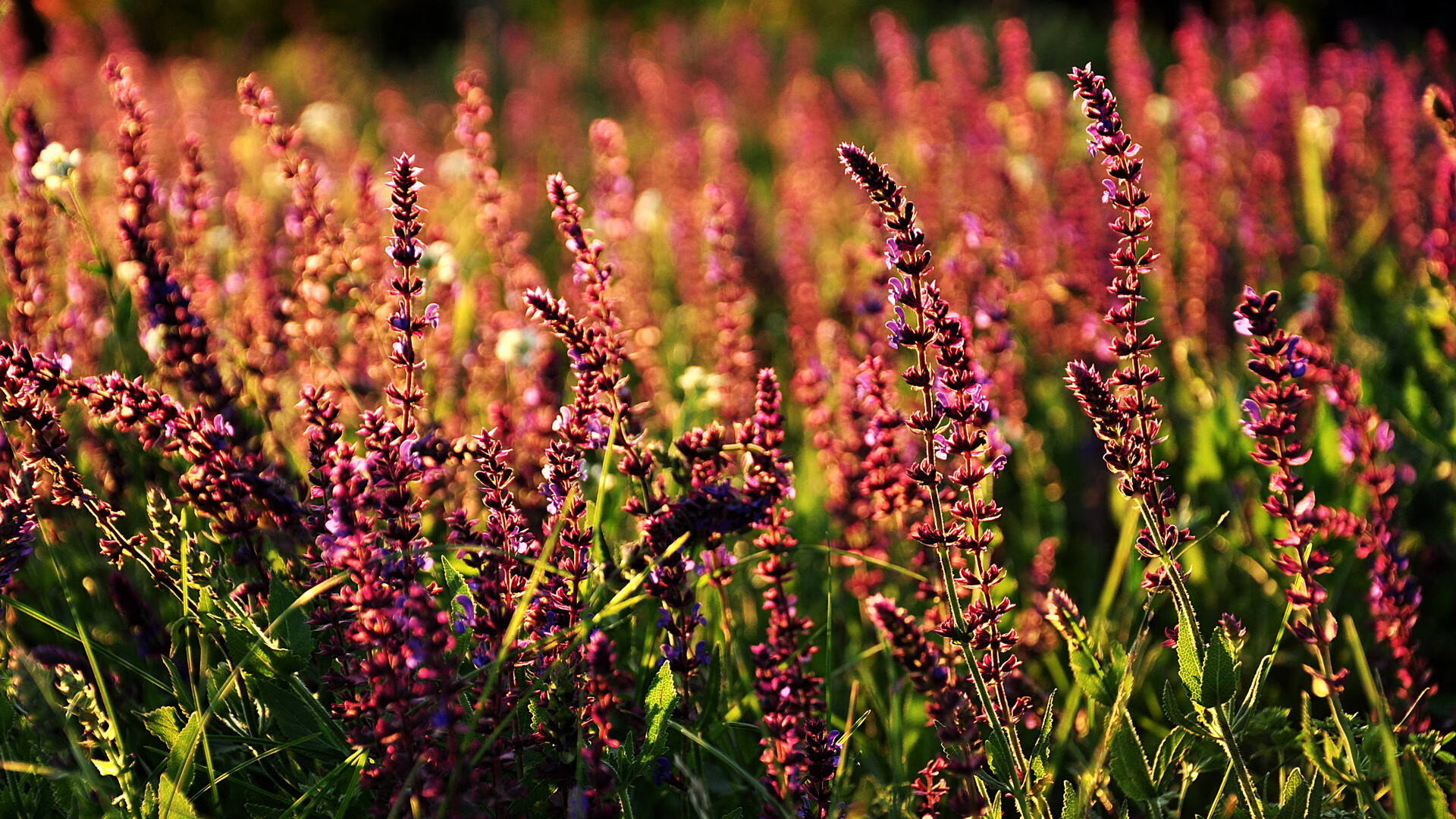 阿森纳边中结合打出犀利配合,阿森纳 边锋