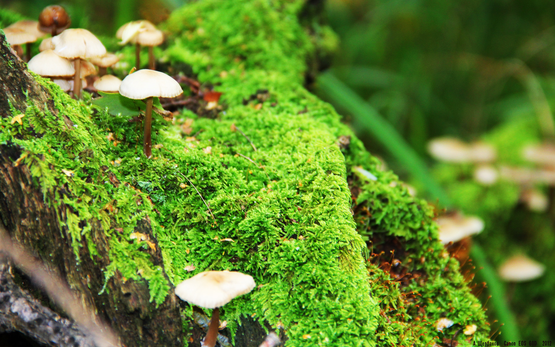 九游娱乐(jiuyou)官网-斯洛伐克女篮在欧洲锦标赛中表现不俗，逐步走向世界舞台