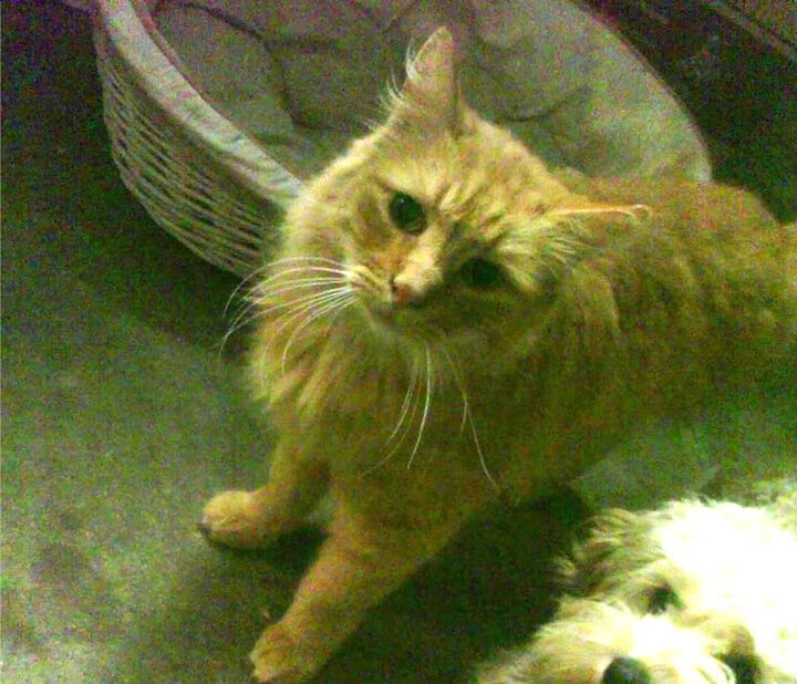 JIUYOU GAMING-马拉维男篮在非洲锦标赛中扬眉吐气，历史性夺冠